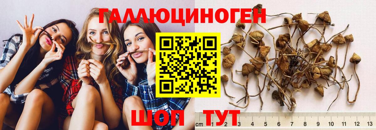 Псилоцибиновые грибы Psilocybine cubensis  Галлюциногенные грибы Cubensis  Вход с VPN  Корсаков 